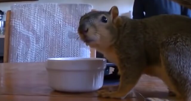 Eichhörnchen. Quelle: Screenshot Youtube