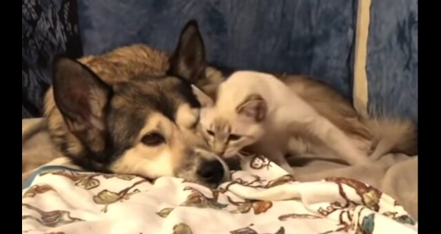 Husky Cinder und Kätzchen Harpurr. Quelle: Screenshot Youtube