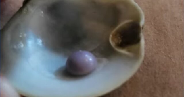 Perle in einer Muschel. Quelle: Screenshot Youtube