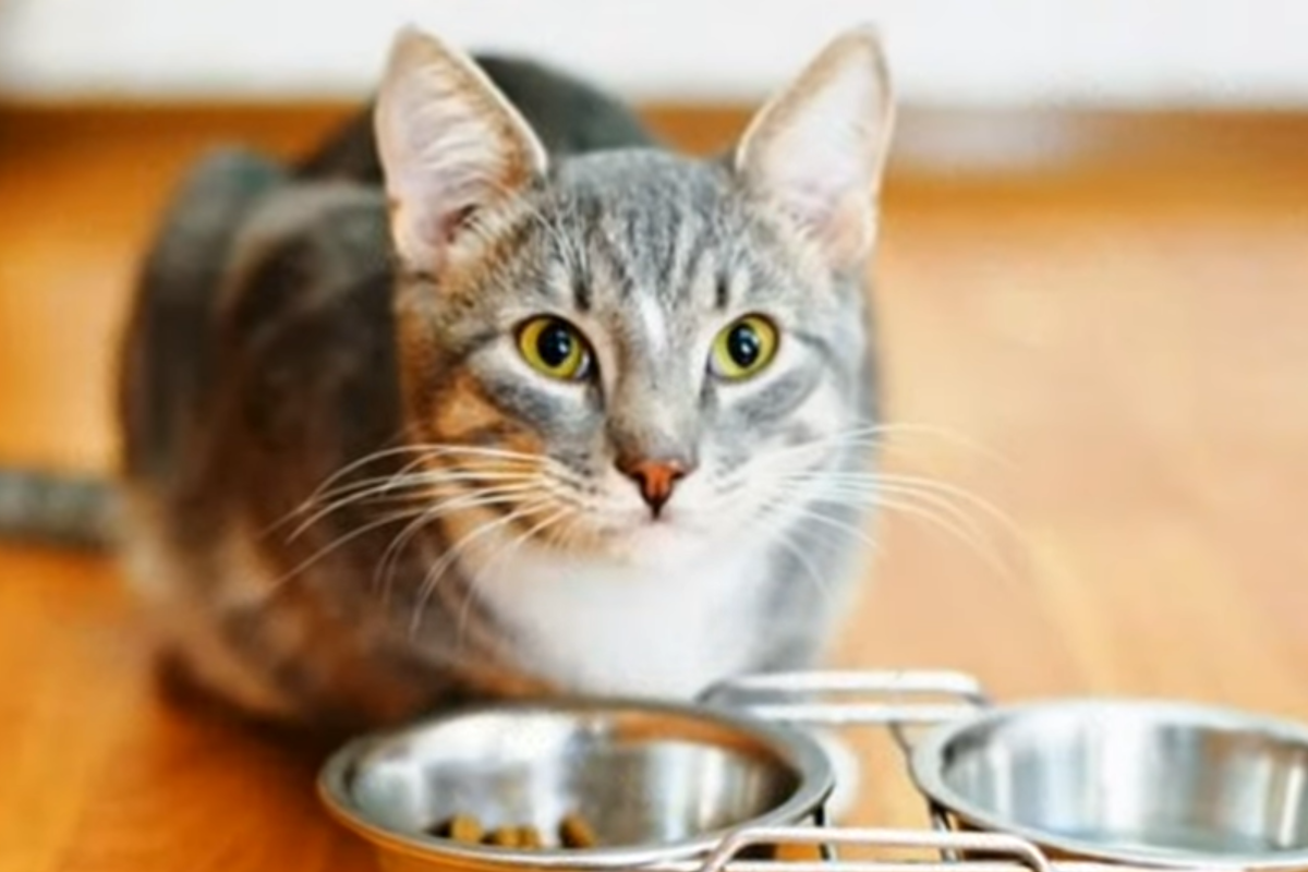 Die Katze bettelte jeden Tag im Restaurant um Futter, bis ein Zettel